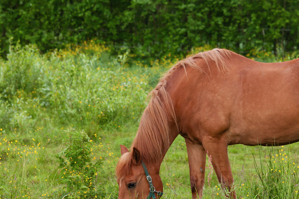 horse