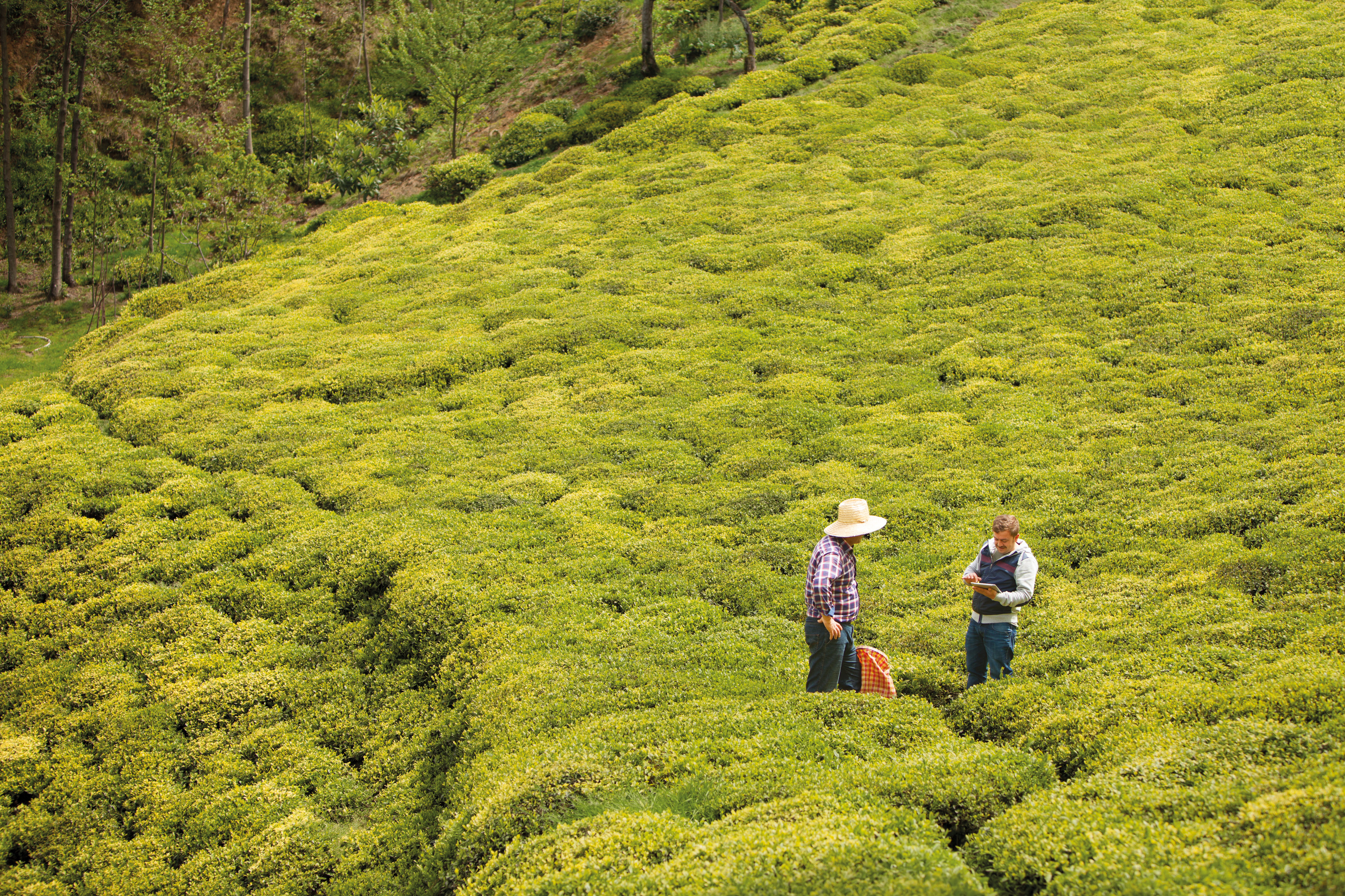 A field auditor in Turkey can efficiently monitor the performance of thousands of smallholder farmers using the ECOTAB mobile auditing application, which was developed by Vodafone and Unilever working with the Rainforest Alliance.