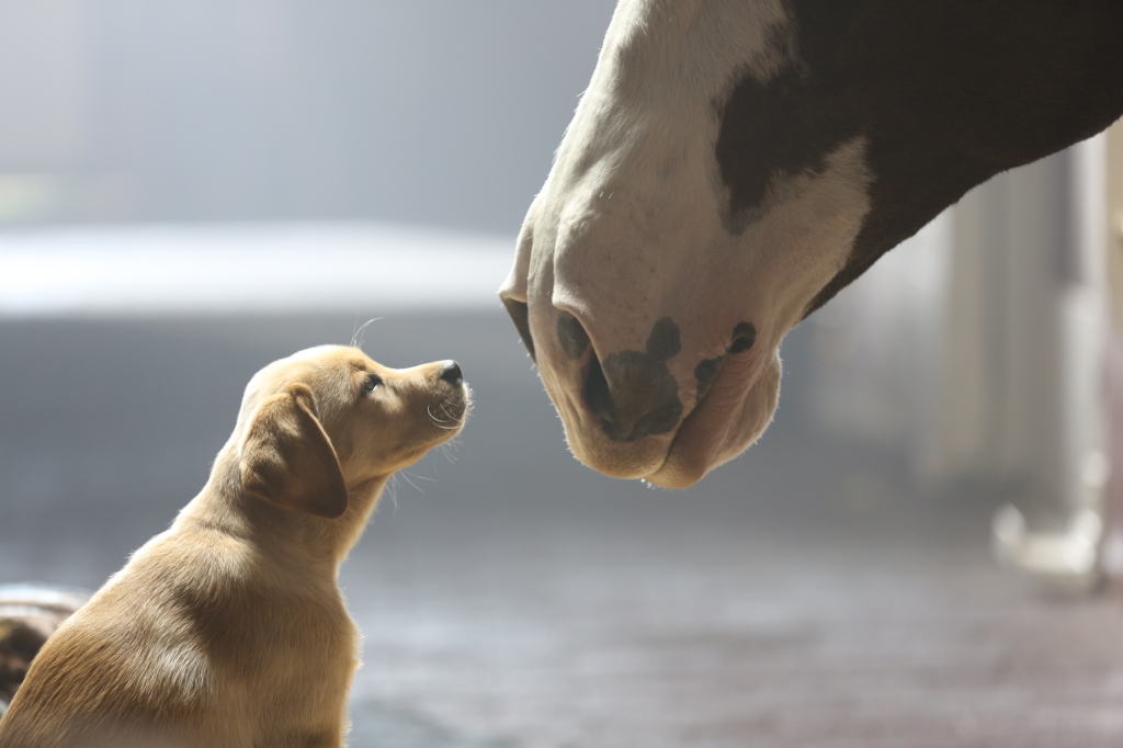 Budweiser-Puppy-Love-Image-1024x682